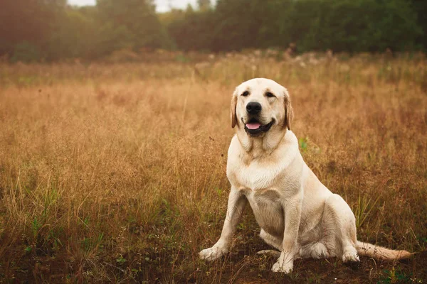 Hunden sitter i lugnt område — Stockfoto