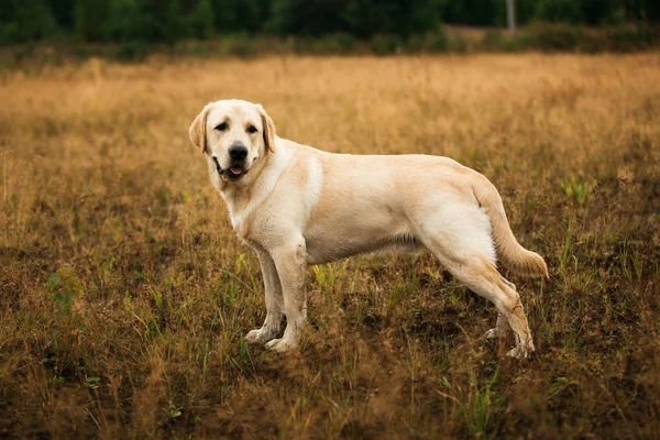 Perro de pie en un campo tranquilo — Foto de Stock