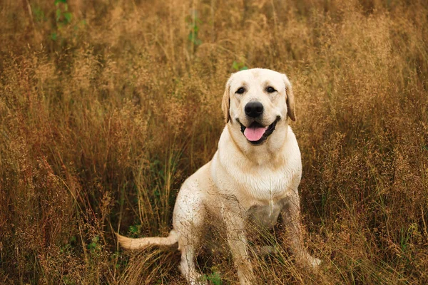 Chien assis dans un champ tranquille — Photo