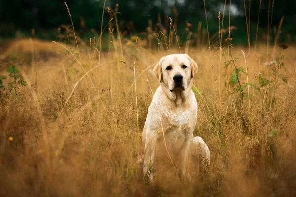 Dog sitting in tranquil field — Stock Photo, Image