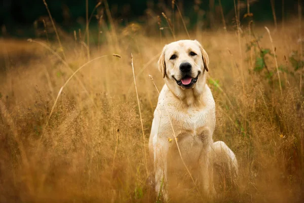 Perro sentado en un campo tranquilo — Foto de Stock