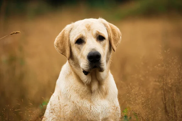 Beautiful Labrador in autumnal field — Stock Photo, Image