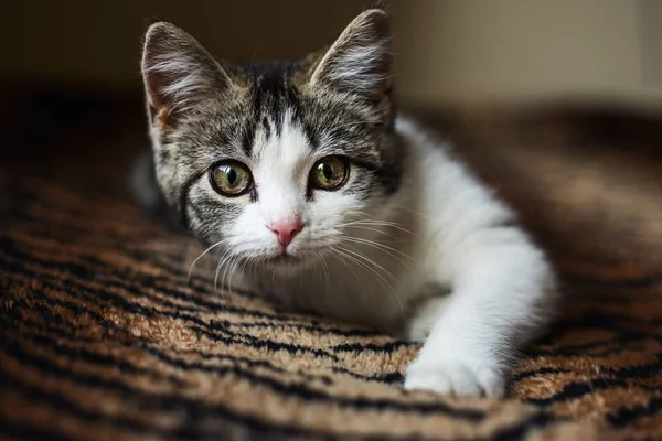 Yavru kedi kanepede rahatlatıcı — Stok fotoğraf