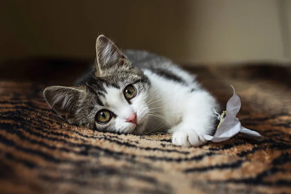 Yavru kedi kanepede rahatlatıcı — Stok fotoğraf