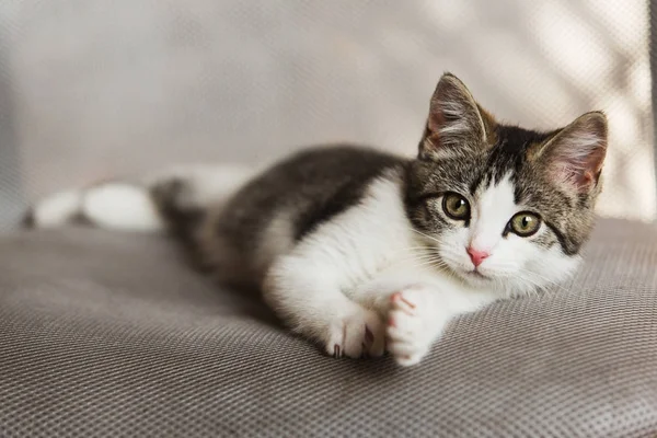 Yavru kedi kanepede rahatlatıcı — Stok fotoğraf
