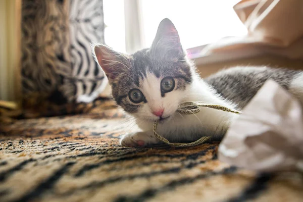 Kitten relaxing on sofa — Stock Photo, Image