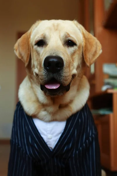 Dog sitting in living room — Stock Photo, Image