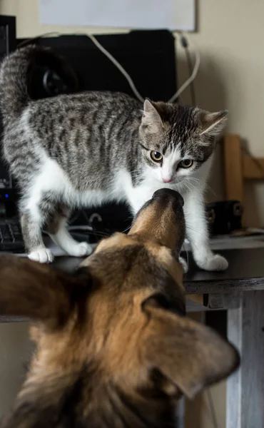 Gatinho e cachorro grande em uma sala de estar, olhando um para o outro — Fotografia de Stock