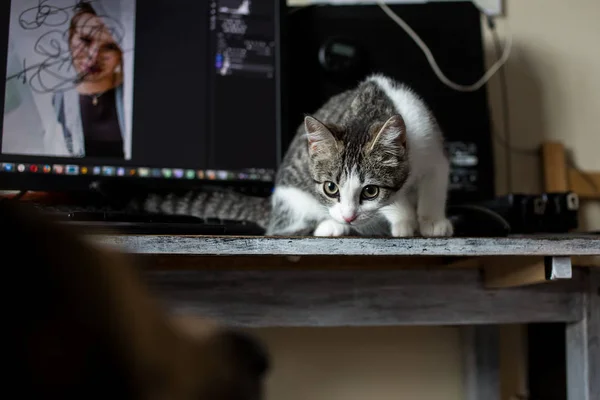 Kitten en grote hond in een woonkamer, kijken naar elkaar — Stockfoto