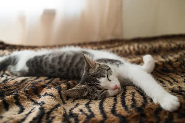 Kucing kecil lucu bergaris tidur di atas selimut harimau bulu — Stok Foto