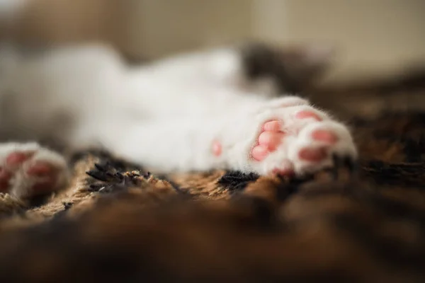 Close-up van een yong kitten kat toont haar roze paw pads — Stockfoto