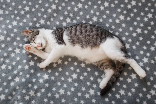 Sevimli küçük şeritli yavru kedi kürk kaplan üzerinde battaniyesinin — Stok fotoğraf