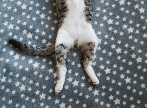Blick von oben auf abgesägtes weißes Kätzchen schläft auf fellgrauer Decke — Stockfoto