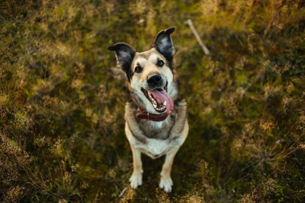 Retrato de hermoso perro feliz, mirando a la cámara en la naturaleza al atardecer —  Fotos de Stock