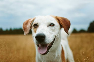 Sakin alan köpek ayakta