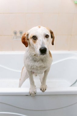 Sevimli köpek ayakta yıkanması için bekleyen küvet içinde