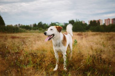 Sakin alan köpek ayakta