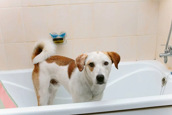 Niedlicher Hund steht in Badewanne und wartet darauf, gewaschen zu werden — Stockfoto