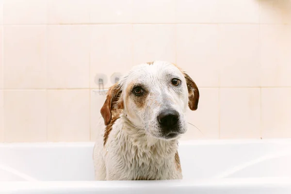 Cão bonito em pé na banheira esperando para ser lavado — Fotografia de Stock