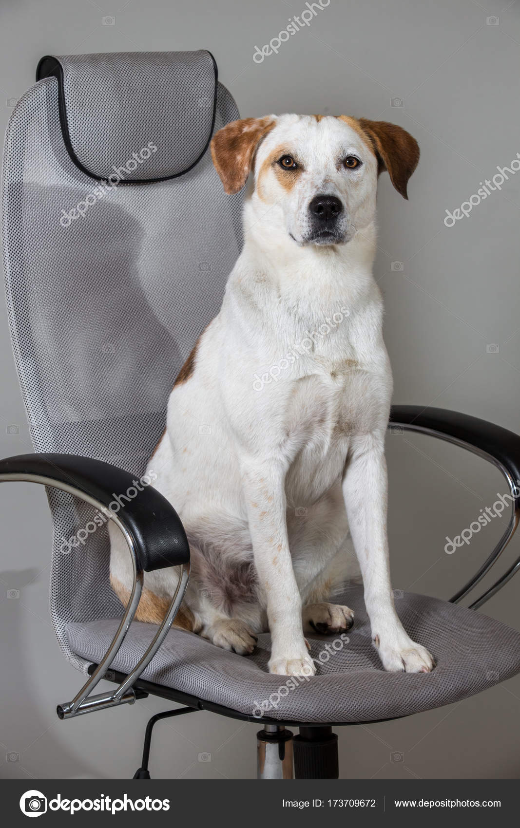 Mixed Breed Dog Short Hair Brown And White Sitting On Big Chair