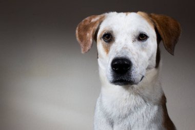 Bir çok güzel karışık doğurmak köpek - atış studio portresi