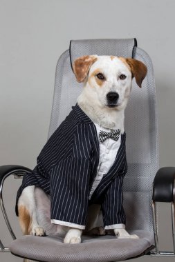 Oda ışık gri arka plan üzerinde izole büyük sandalye üzerinde oturan charmed kısa saç kahverengi ve beyaz köpek.
