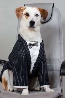 Oda ışık gri arka plan üzerinde izole büyük sandalye üzerinde oturan charmed kısa saç kahverengi ve beyaz köpek.