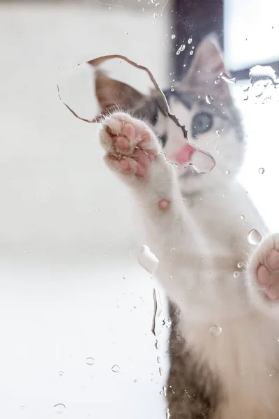Vista hacia abajo en el gatito agua potable — Foto de Stock