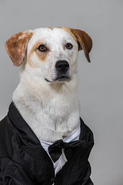 Студийный снимок очаровательной собаки смешанной породы, сидящей в свадебном номере, смотрящей в камеру — стоковое фото