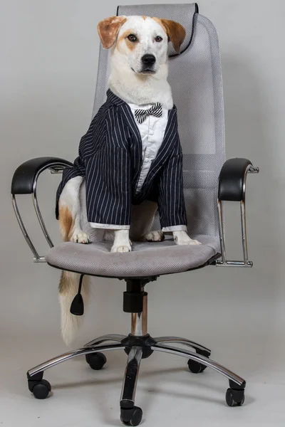 Studio shot of charming dog mixed breed dog, in a wedding suite, looking at camera — Stock Photo, Image