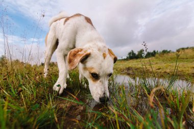 Köpek Creek'ten içki alıyor