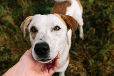 Kişi yanlışı köpek