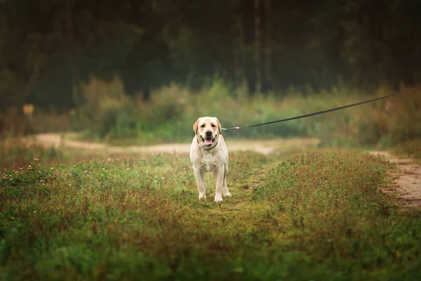 Happy labrador dog pulls the leash on green field — Stock Photo, Image