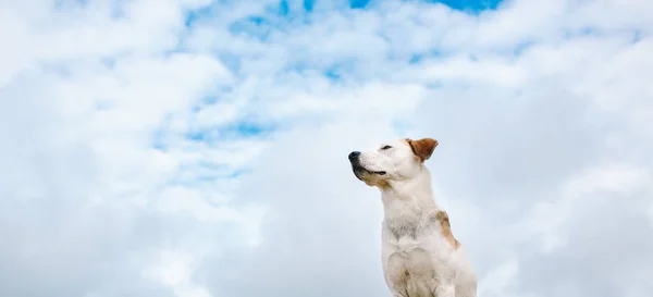 Portrait of a dog looking away at blue sky — Stock Photo, Image