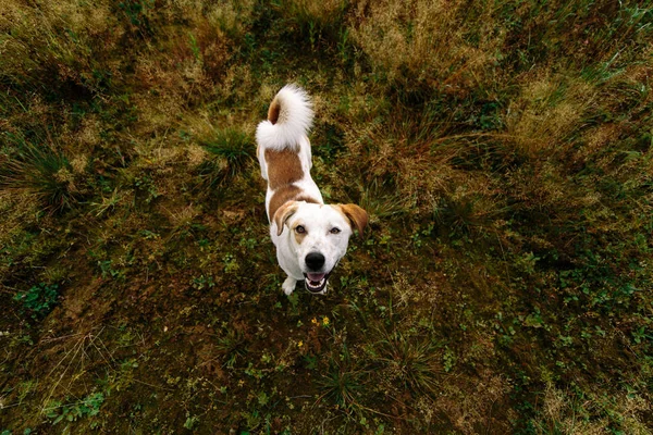 Retrato de hermoso perro feliz, mirando a la cámara en la naturaleza —  Fotos de Stock
