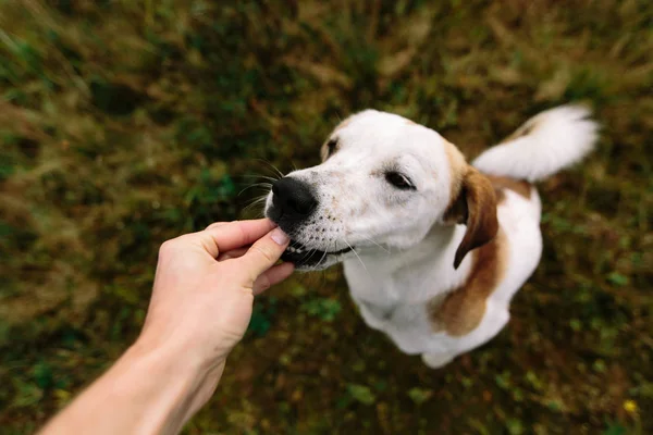 Kişinin beslenme köpek — Stok fotoğraf