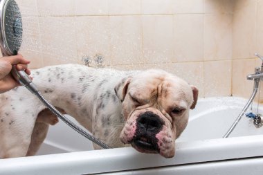 Amerikan buldog için rahatlatıcı banyo