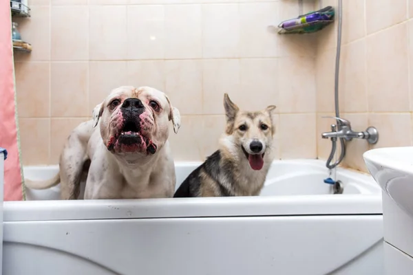 Dois cães de tamanho grande na banheira com expressões felizes esperando para ser lavado — Fotografia de Stock