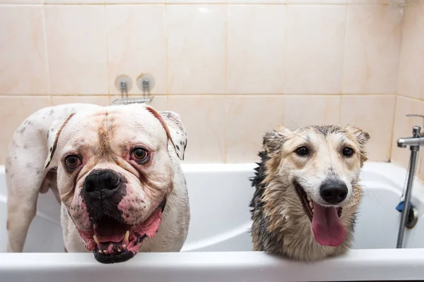 Dois cães de tamanho grande na banheira com expressões felizes esperando para ser lavado — Fotografia de Stock