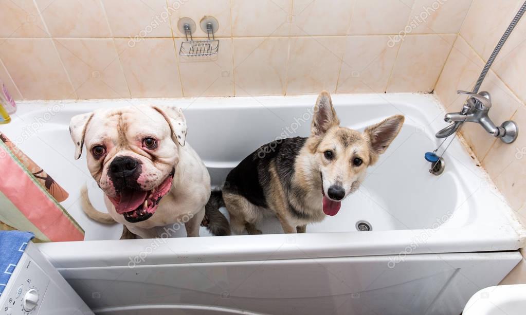 Two big size dogs in tub with happy expressions waiting to be washed