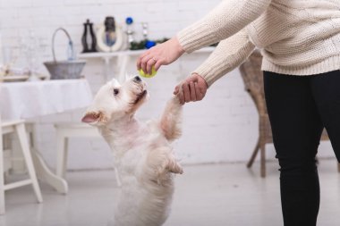 Kırpma atış bir kadın eğitim köpek