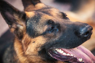 Alman çoban köpeği closeup portresi