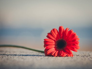 Kaldırımda Gerber çiçek