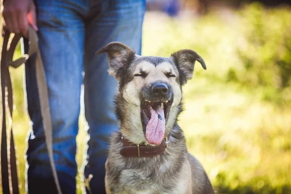 Mischlingshund Portrait Nahaufnahme — Stockfoto