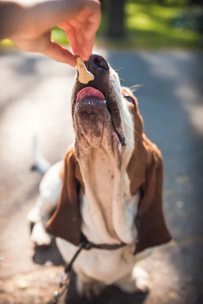 Anonim kişinin bir çayır neşeli köpek besleme yukarıdan kırpma vurdu — Stok fotoğraf