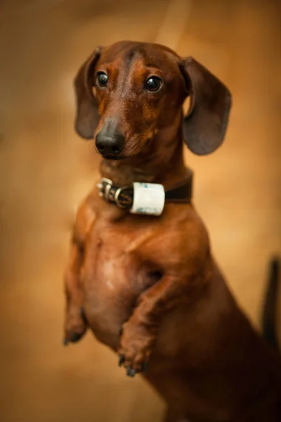 Portrait of Dachshund on brown background. — Stock Photo, Image