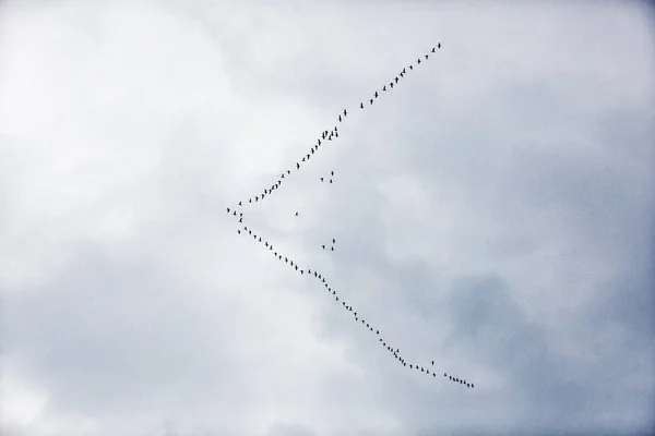 Wig vogels vliegen tegen een grijze lucht. — Stockfoto