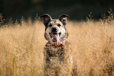 Kamera, güneşli bir çayırda oturan bakarak güzel mutlu köpek portresi