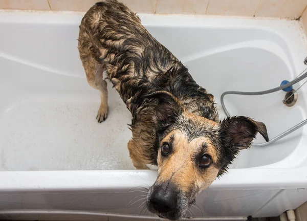욕조 세탁을 기다리고 서 있는 귀여운 강아지 — 스톡 사진
