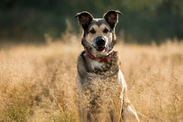 Porträt eines schönen glücklichen Hundes, der in die Kamera blickt und auf einer sonnigen Wiese sitzt — Stockfoto